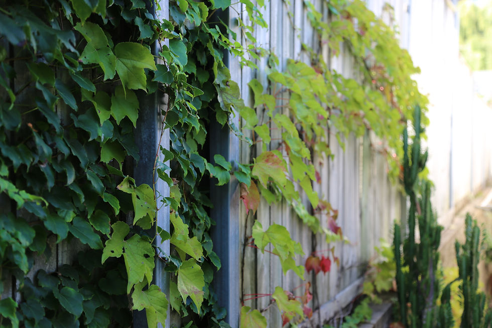 Parthenocissus tricuspidata