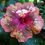 Thumbnail: Moorea Princess Oksana