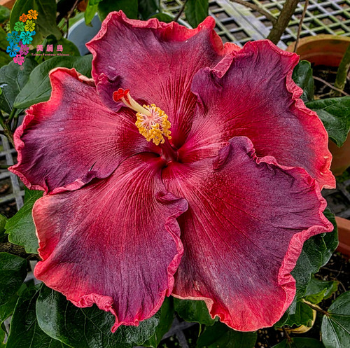 ❤️ 花顔皺葉仙墨 ❤️ Taiwan Formosa Purple Fantasy | Taiwan Formosa Hibis