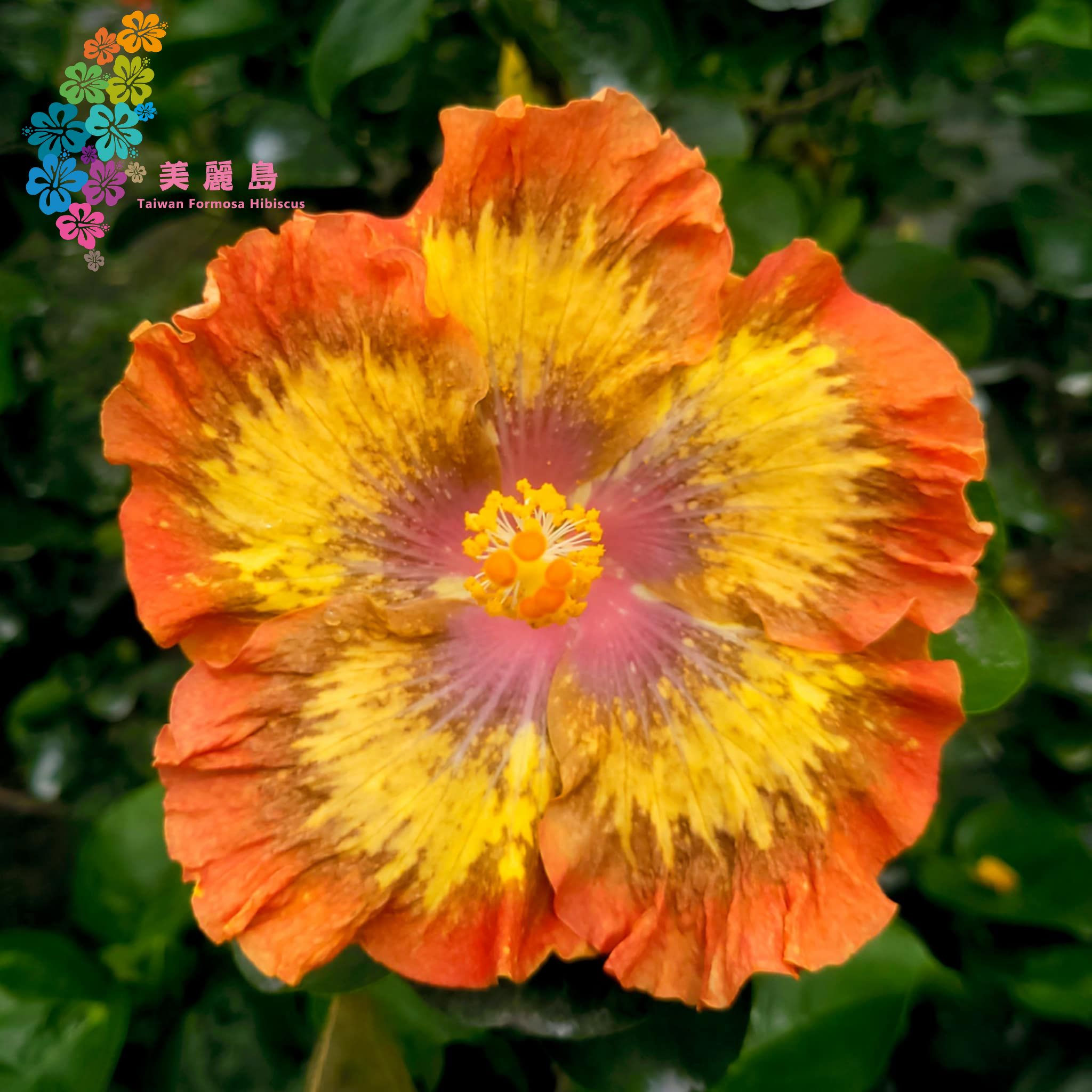 Luv Yellow Diamond Ring