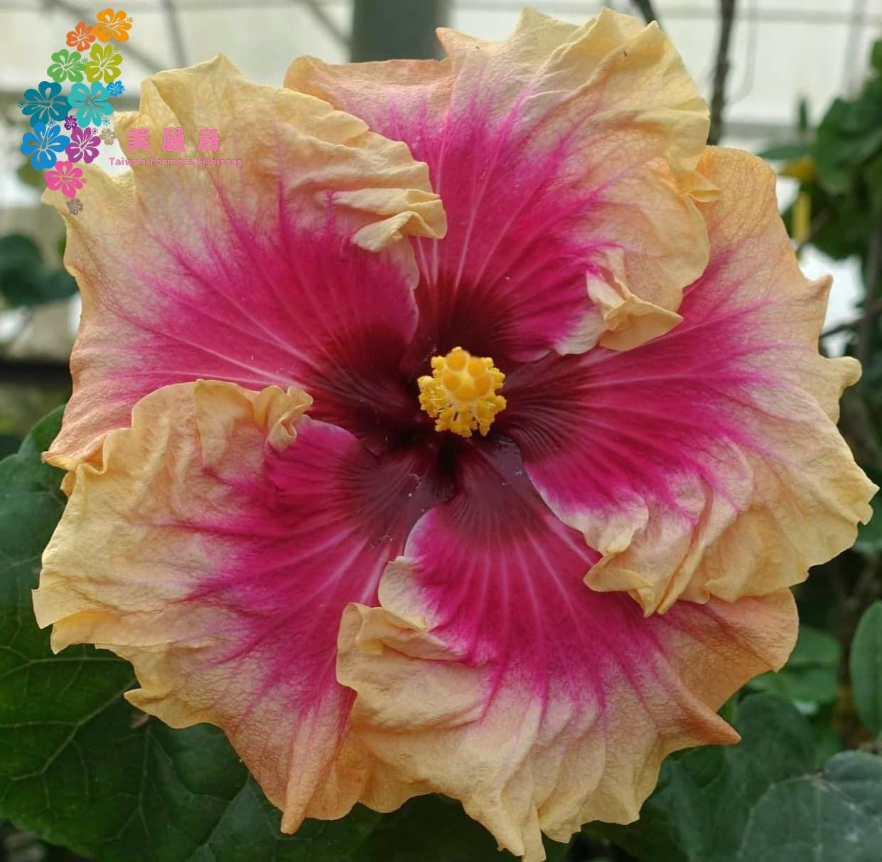 Fangliao Sulfur Valley