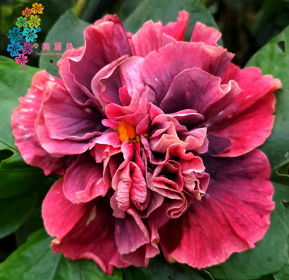 bo-den-waltz-of-the-flowers-taiwan-formosa-hibis