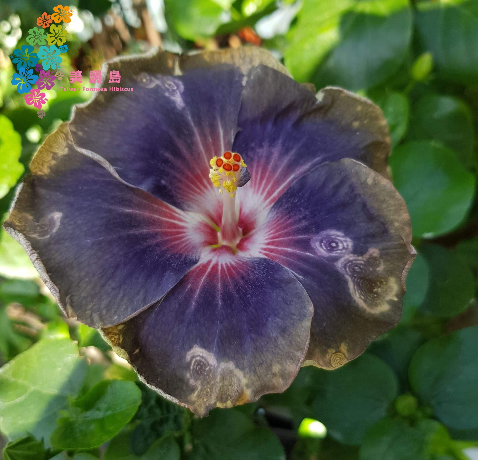 Wind Rosa Flowers Dance