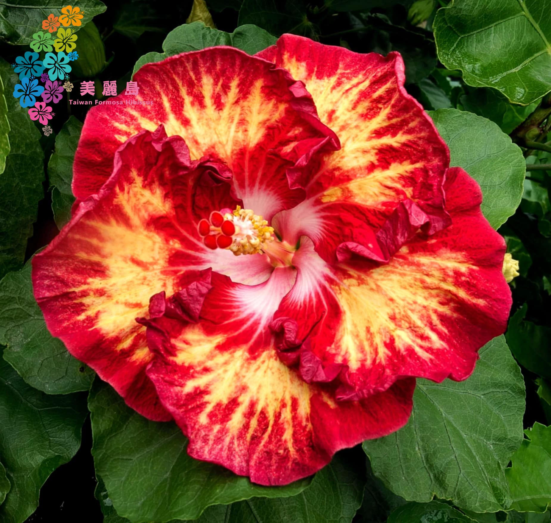 Caribbean Raging Bee