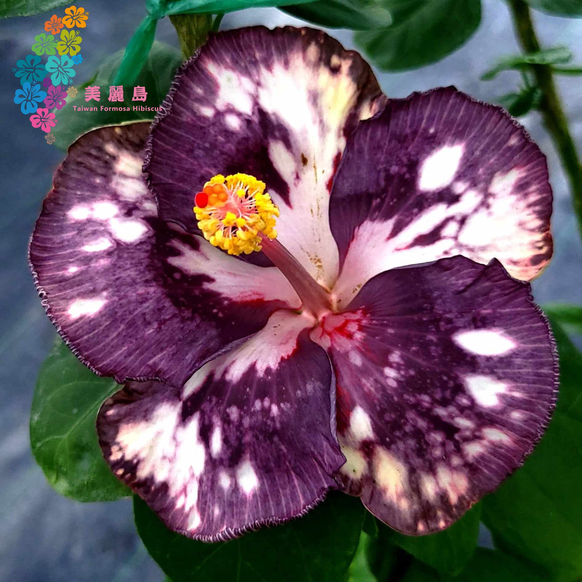 DreamHut Purple Panacea