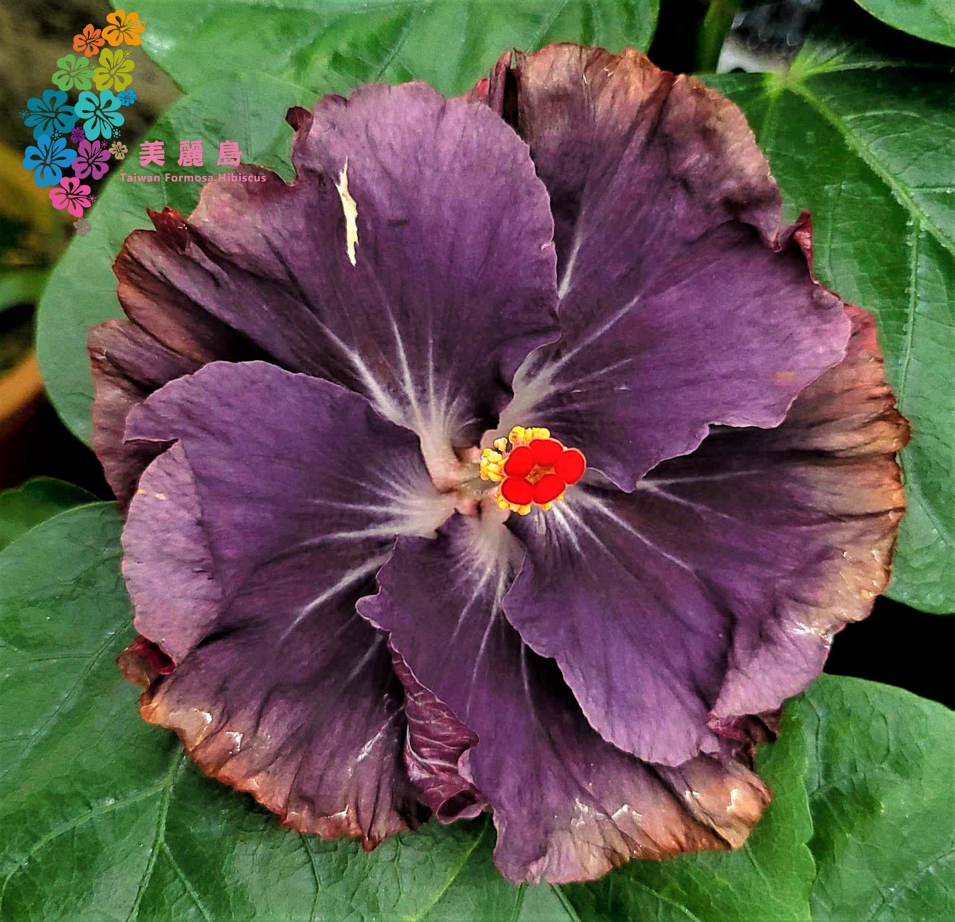 Wind Rosa Hyacinth Certificate