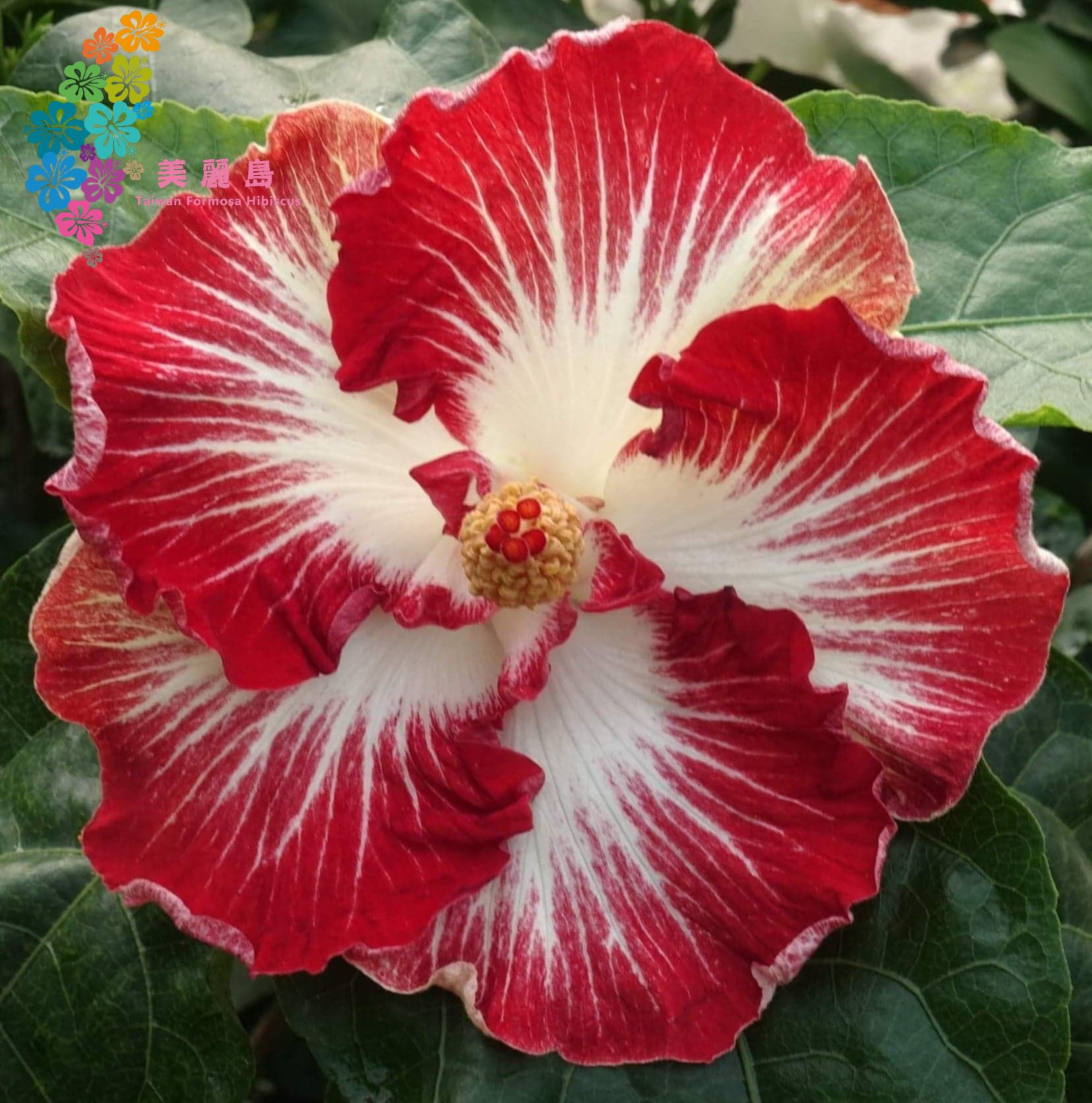 Tahitian Christmas Angel