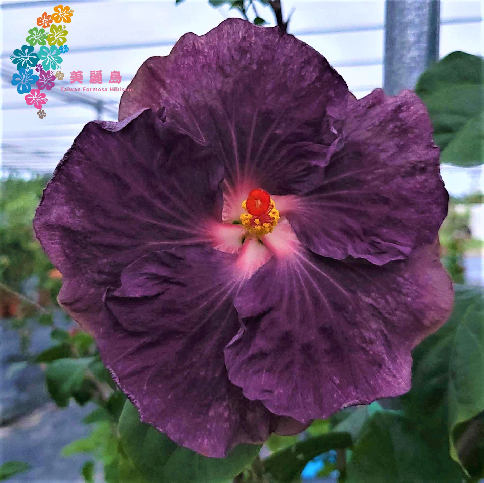 D. Sakura's Purple Civet Cat