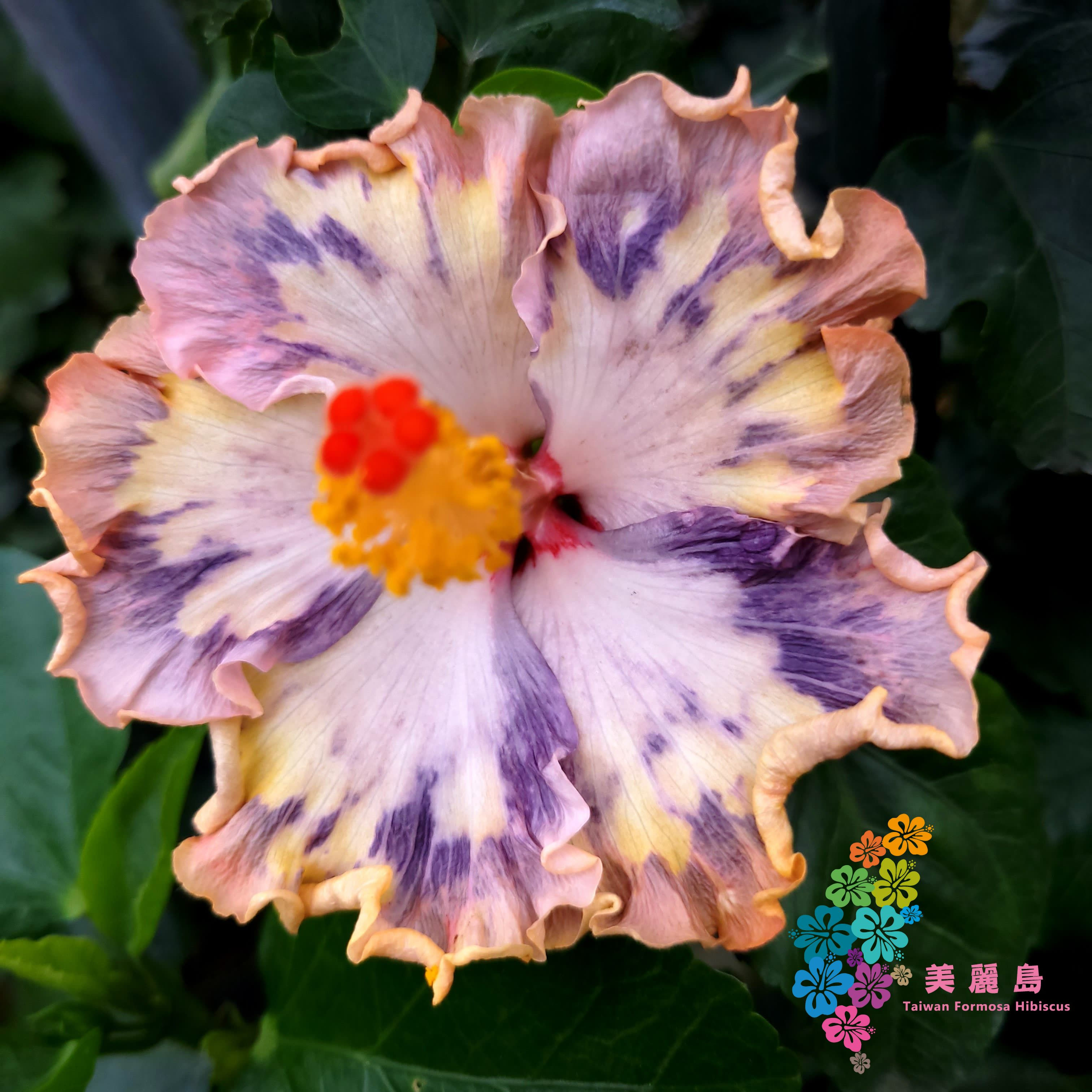 Bo Den Tropical Dream