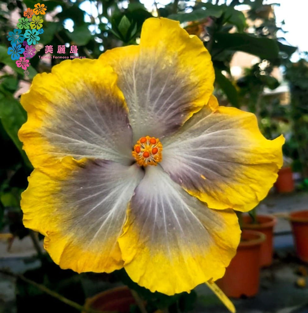 Petar's Silver Light