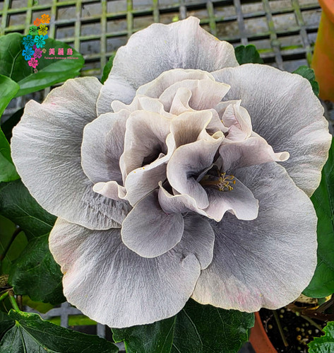 Wind Rosa Misty Rain | Taiwan Formosa Hibis
