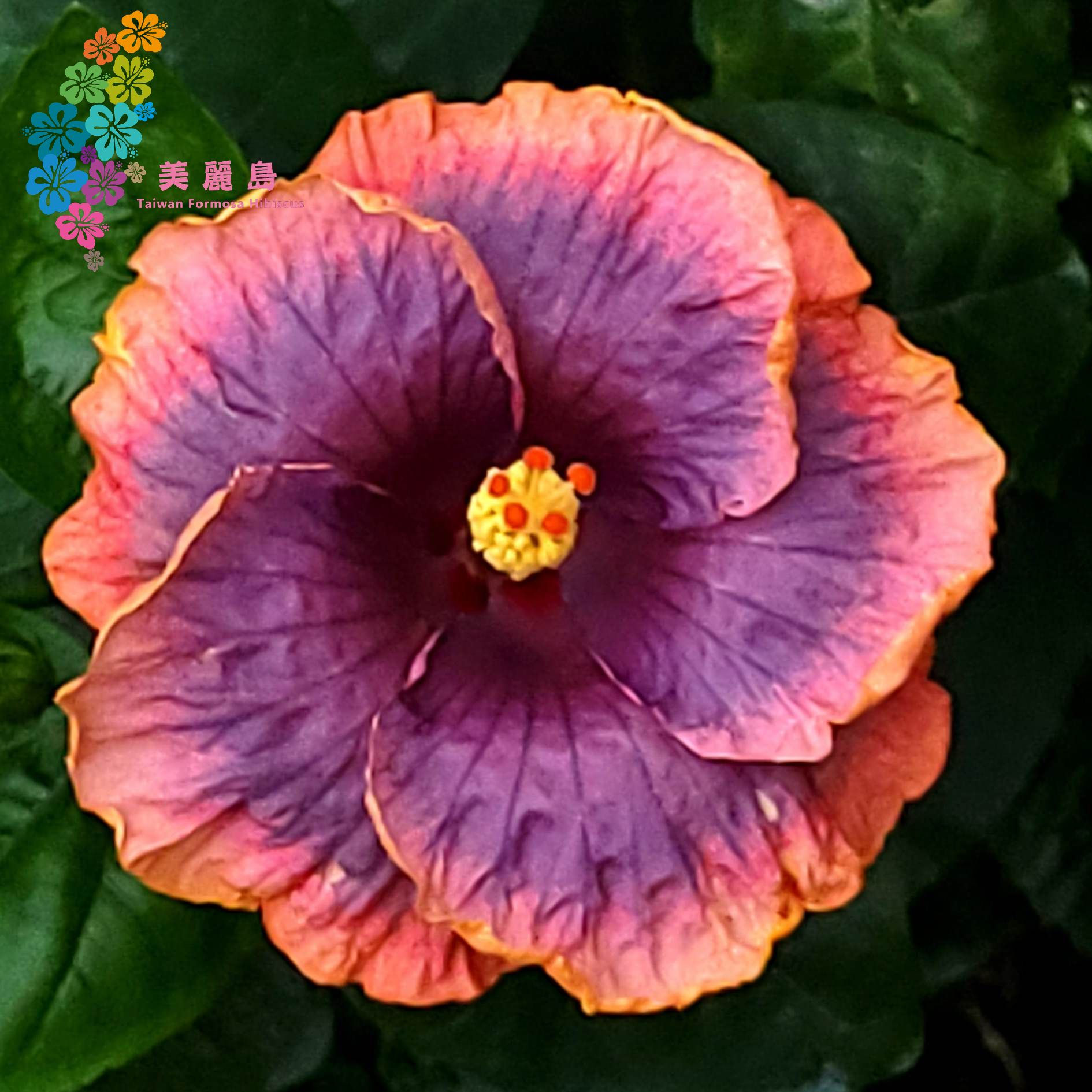 Wind Rosa Diverse Stringed lnstrument