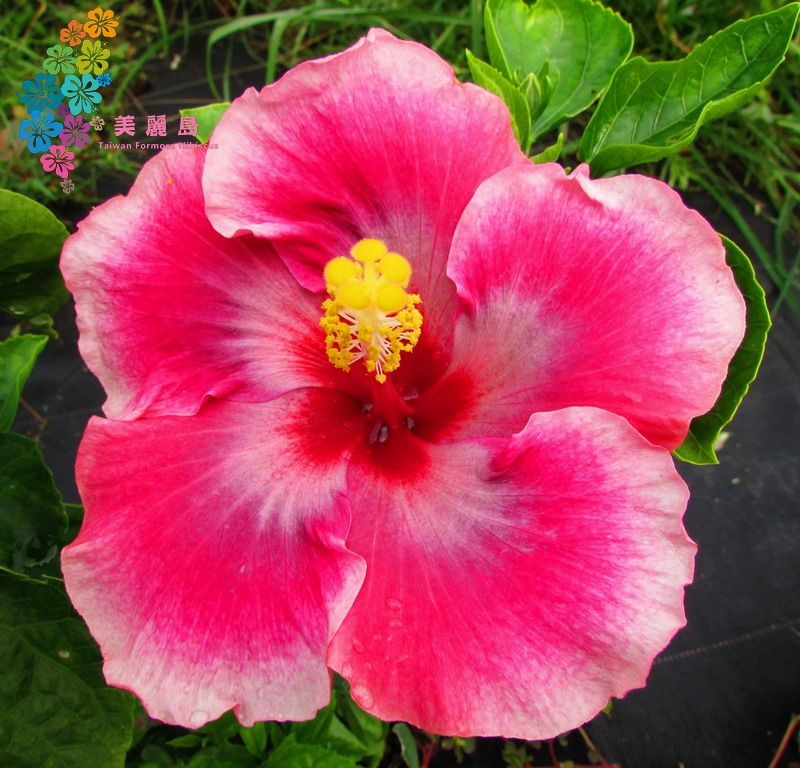 Thumbnail: Moorea Imperial Blossom