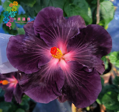 D. Sakura's Purple Civet Cat | Taiwan Formosa Hibis D. Sakura's Purple Civet Cat | Taiwan Formosa Hibis