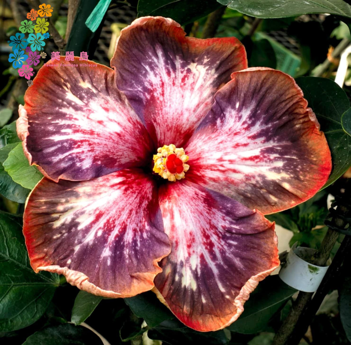 Taiwan Formosa Starlight Castle