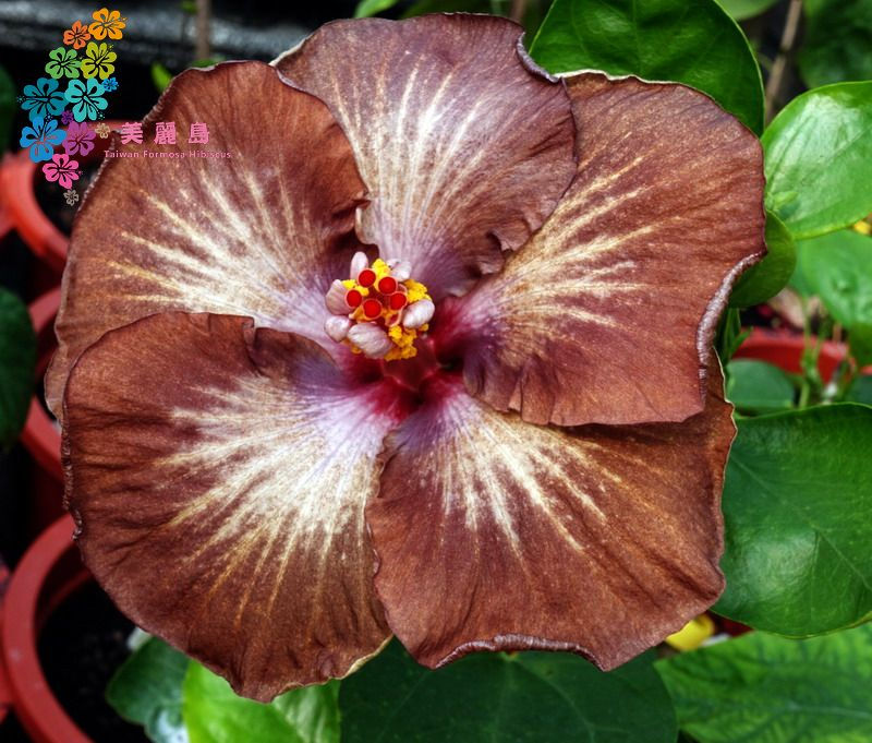 Thumbnail: Caribbean Passion