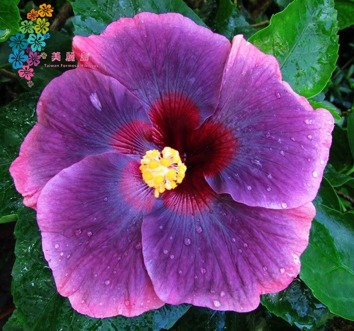 Thumbnail: Moorea Fairy Gift