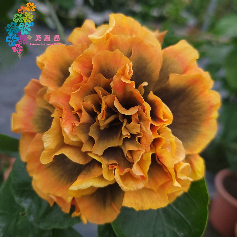 Thumbnail: Wind Rosa Yunzhongke