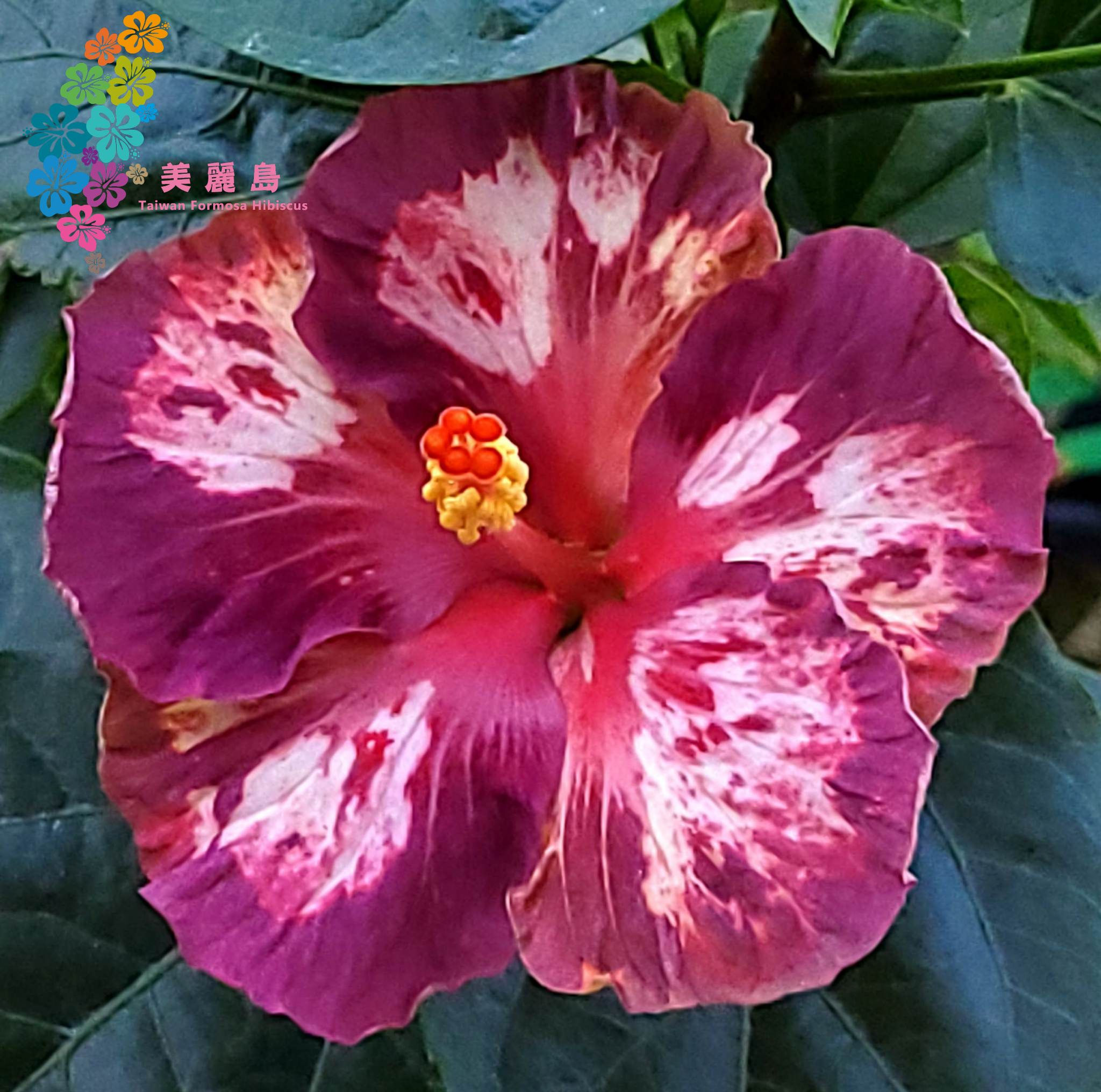 Taiwan Formosa Snow in March