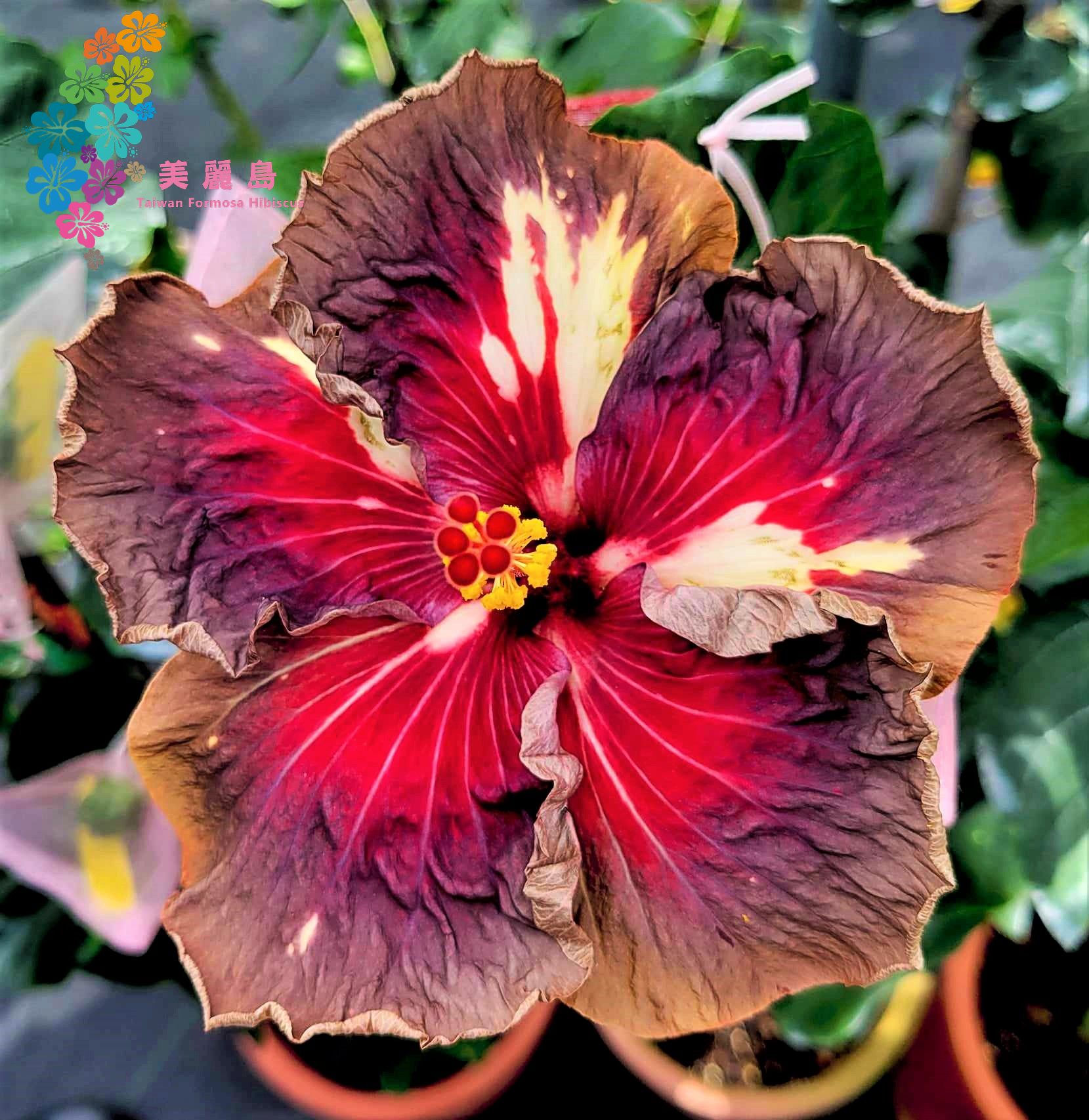 Taiwan Formosa Heartbeat