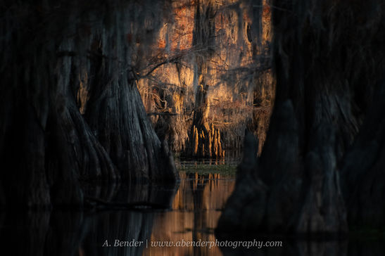 Moody bald cypress forest and autumn color at Caddo Lake Texas Louisiana by A. Bender Photography LLC