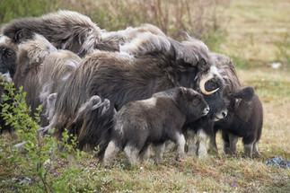 musk ox herd with young calf next to cow set in spring green tundra