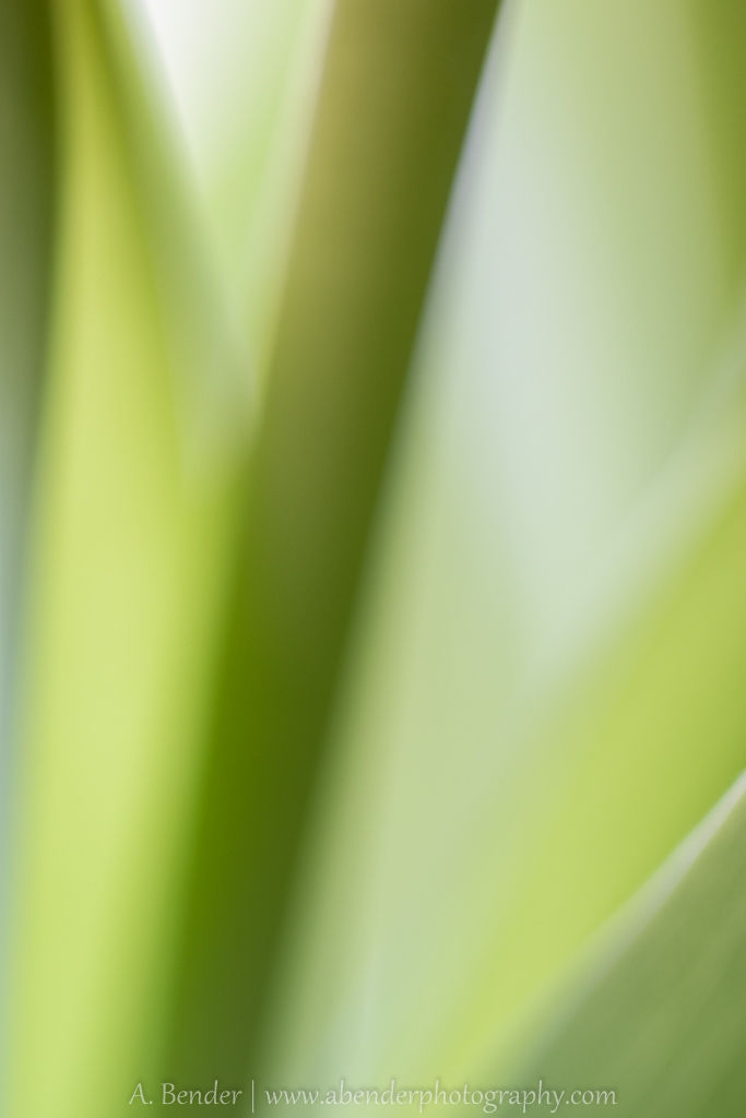 abstract image of stems and leaves, a bender photography