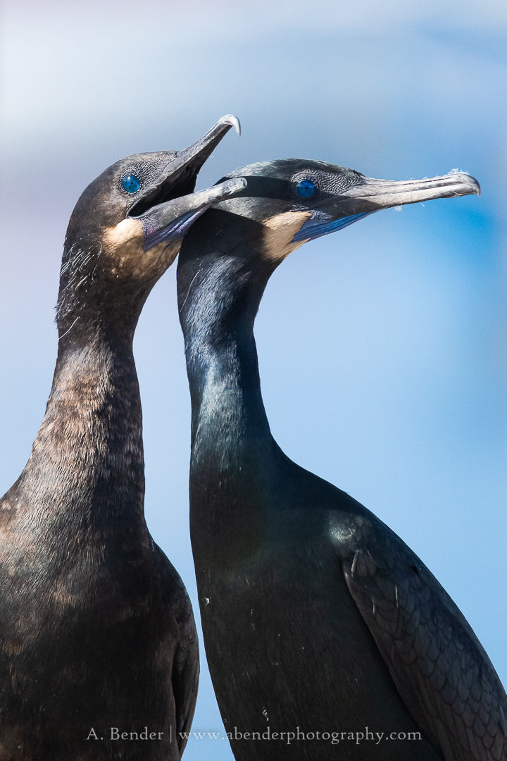 A pair of Brandt's cormorants in breeding plumage in Monterey California. Image taken on photography adventure tour. | A. Bender Photography LLC