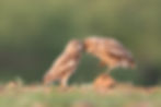 Two burrowing owls groom each other in golden morning light in northern Texas | A Bender Photography LLC