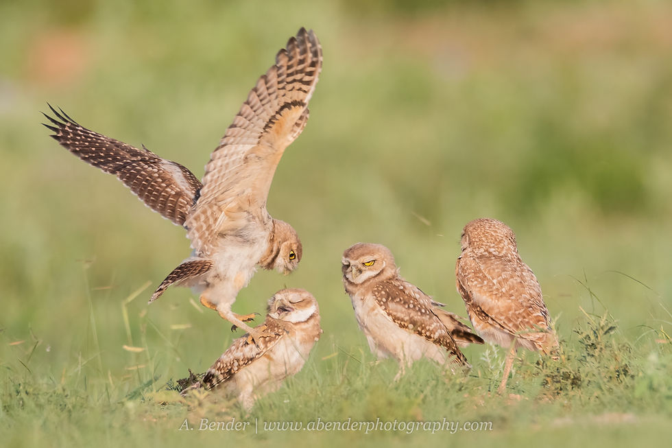 Four burrowing owl fledglings interacting at the burrow during sunset in northern Texas | A Bender Photography LLC