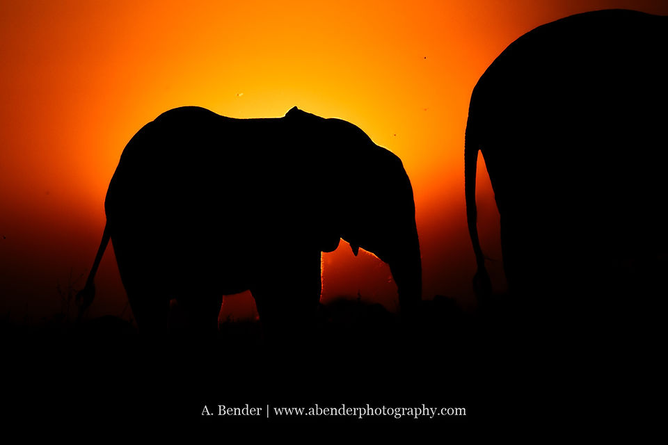 elephant calf at sunset in silhouette with deep orange yellow sky glow behind.