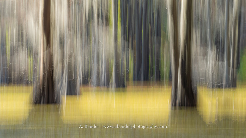 Abstract image of trees with vertical motion blur, creating a serene, dreamlike effect. Yellow and green tones dominate the scene. Text: A. Bender | www.abenderphotography.com.