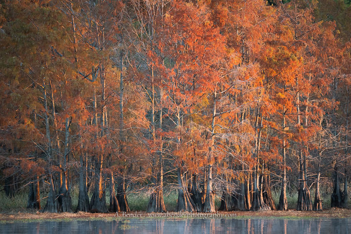 Moody bald cypress forest and autumn color at Caddo Lake Texas Louisiana by A. Bender Photography LLC