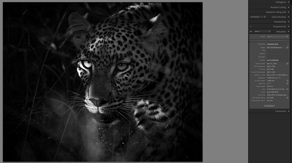 Black-and-white close-up of a leopard staring through dark grass, shown in a photo editor with metadata panel on the right.