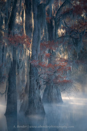 Moody bald cypress forest with fog and autumn color at Caddo Lake Texas Louisiana by A. Bender Photography LLC