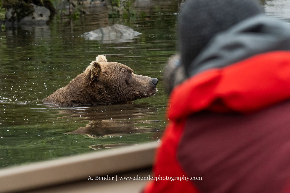 Bear swimming in a calm river, observed by a person in a red jacket and gray hat. Green mossy rocks in the background.