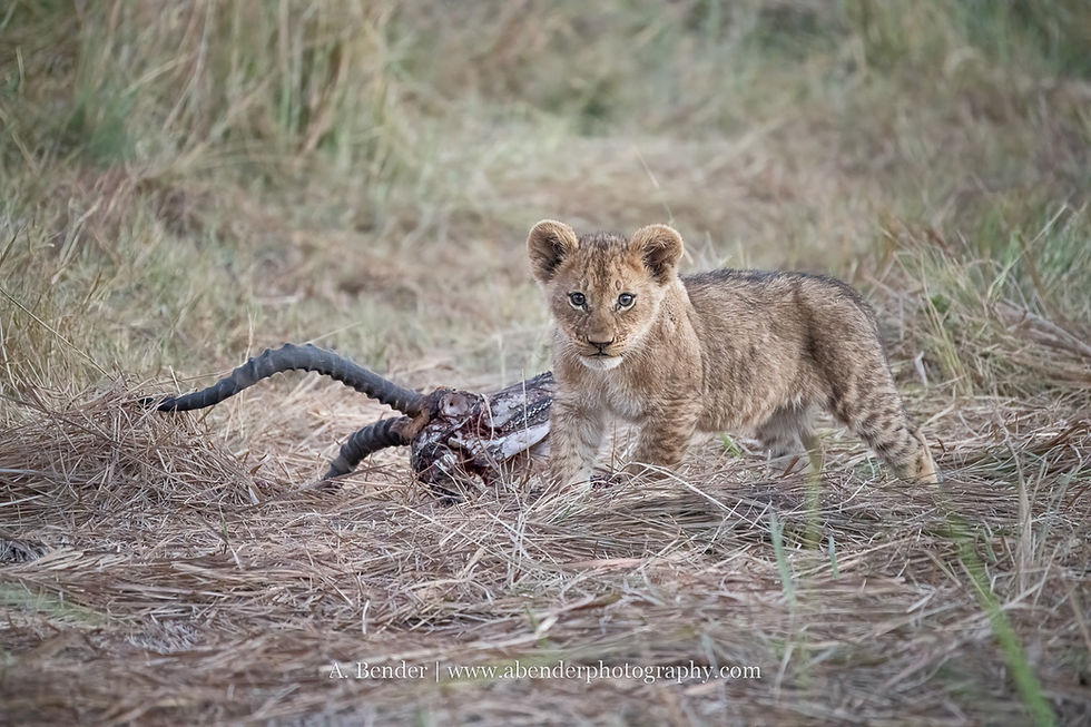 Lion cub stands beside an antelope carcass in dry grassland, staring at the camera; A. Bender watermark below.
