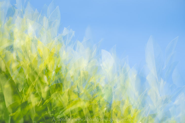 abstract impressionistic bushes, California
