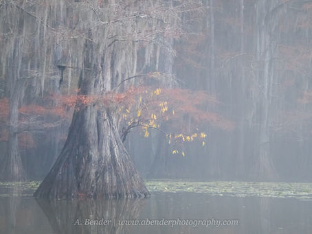 Misty cypress trees in a foggy swamp, with a grayish-blue tone. Sparse yellow leaves and visible water enhance the eerie mood. Text: A. Bender. Photography LLC