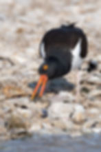 ree