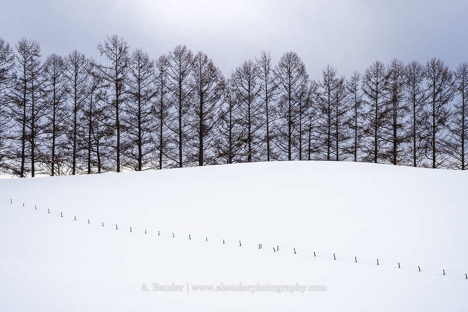 A snow covered field divided by a mostly buried fenceline with leafless trees standing tall along the ridgeline in Hokkaido, Japan. | A. Bender Photography LLC
