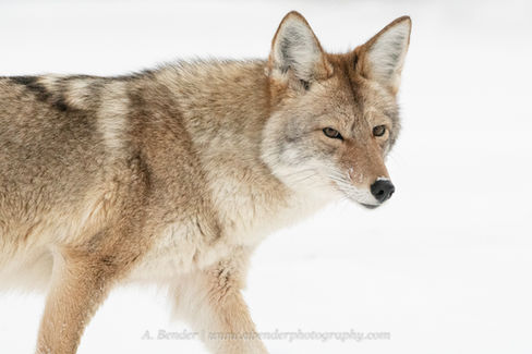 A coyote brown and grey dog against a white snow background.