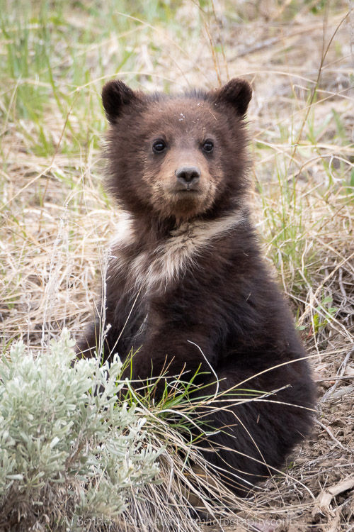 Grizzly cub, Grand Teton