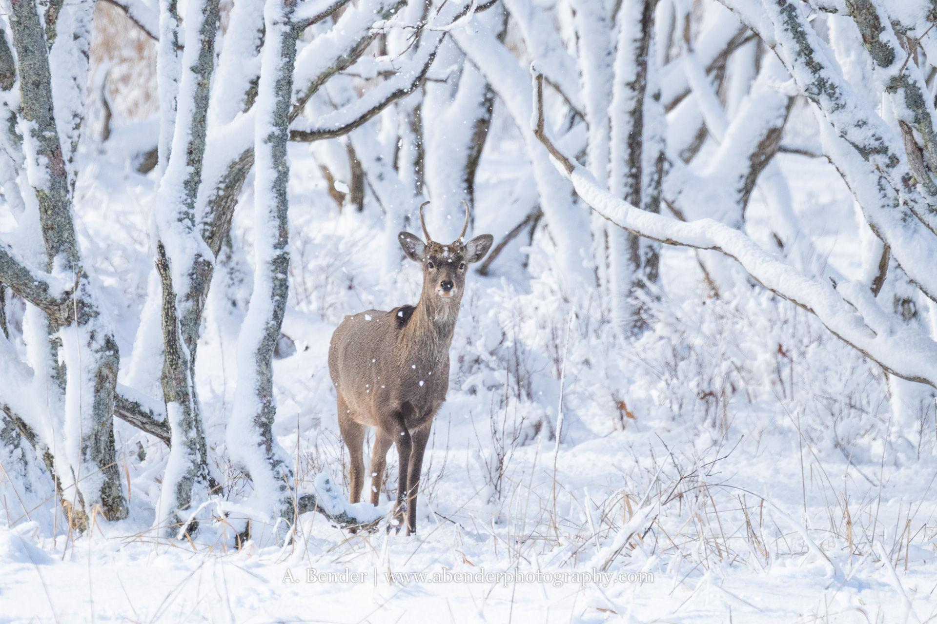 A young deer with antlers stands in falling snow and the landscape around it is covered in a thick blanket of snow as well.