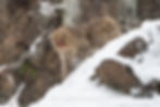 A Japanese macaque snow monkey climbs down a snowy slope in Nagano Japan | A. Bender Photography LLC