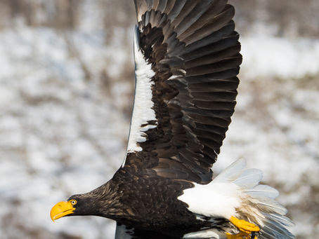 Winter Wildlife in Japan - Part 2