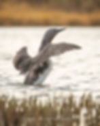 A red-throated loon beats its wings after preening on a small pond outside of Nome Alaska | A. Bender Photography LLC