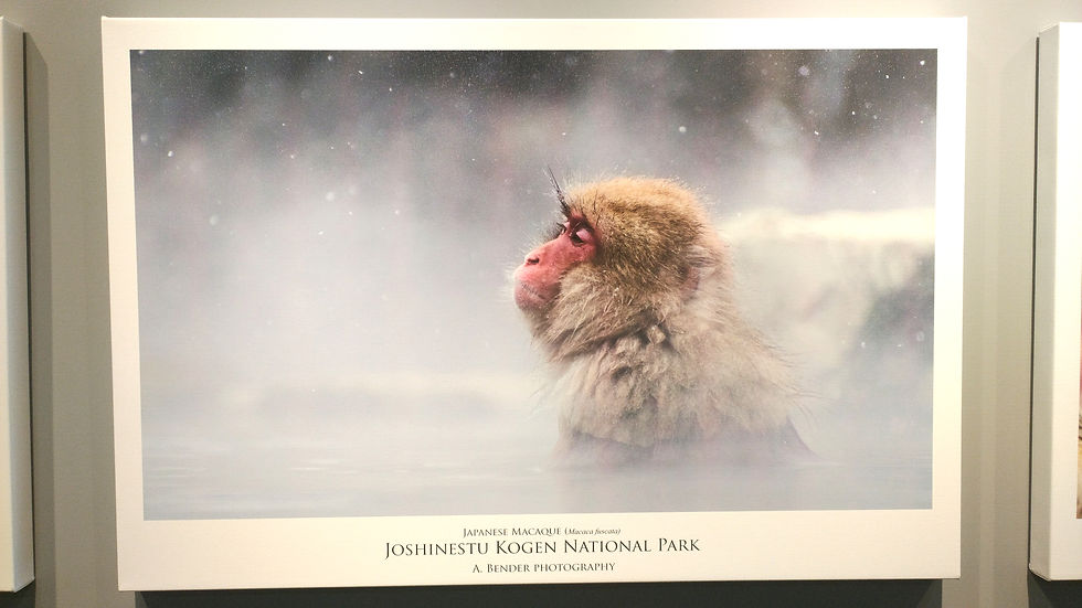 Poster of a Japanese macaque soaking in a steaming hot spring, snow falling behind, with text: Yoshinetsu Kogen National Park.