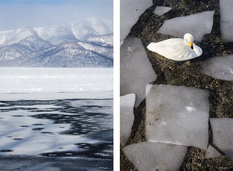 Frozen Lake Kussharo and wild swan between broken ice sheets