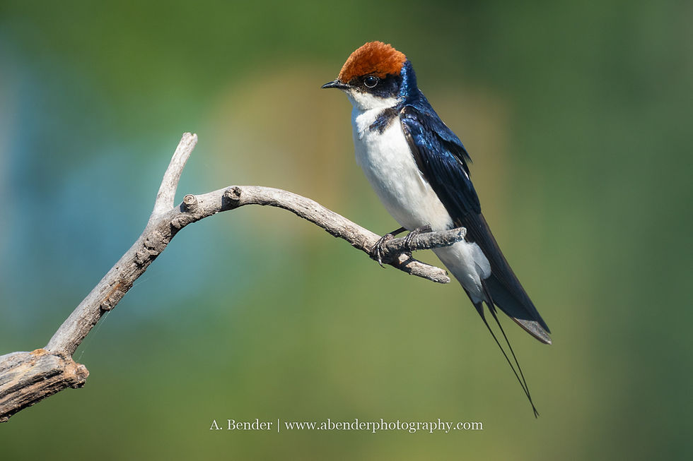 Blue and white swallow with a rust-colored head perches on a branch against a blurred green background. Text: A. Bender Photography.